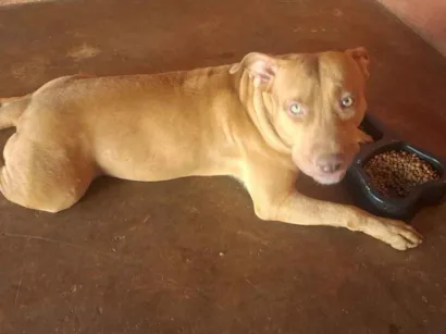 Cachorro raça Pit-Bull idade 7 a 11 meses nome Zaya