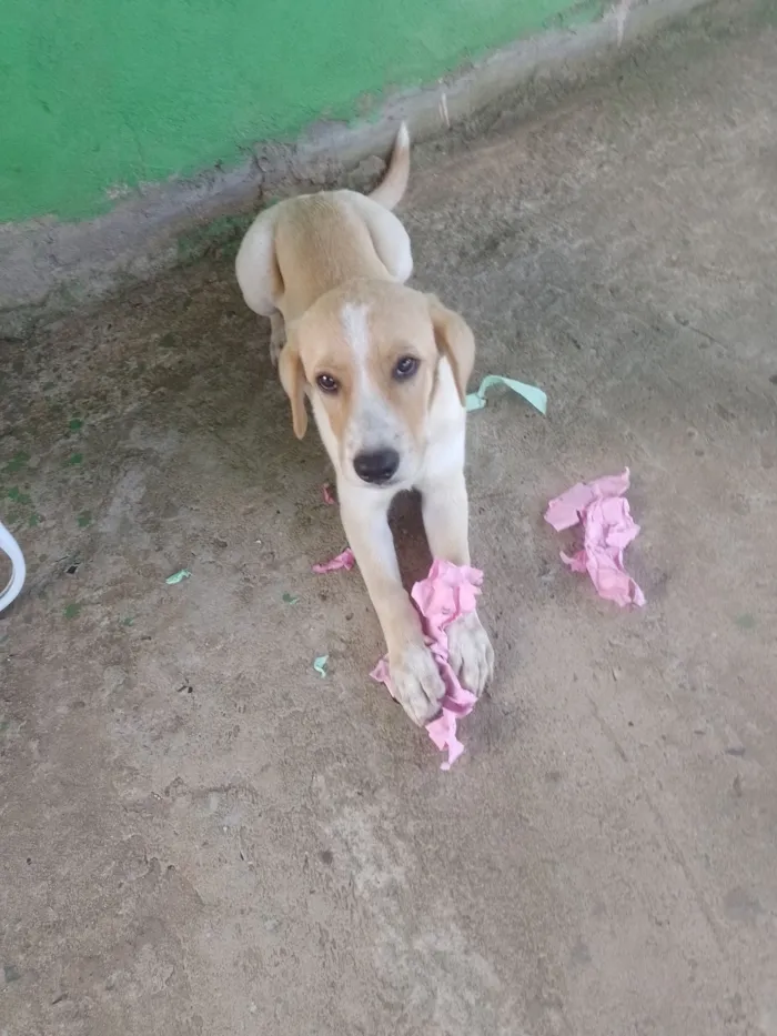 Cachorro raça Labrador idade 2 a 6 meses nome Thor
