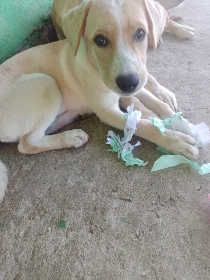 Cachorro raça Labrador idade 2 a 6 meses nome Thor