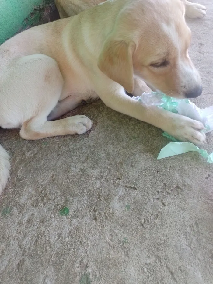 Cachorro raça Labrador idade 2 a 6 meses nome Thor