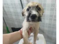 Cachorro raça SRD-ViraLata idade 2 a 6 meses nome PANQUECA