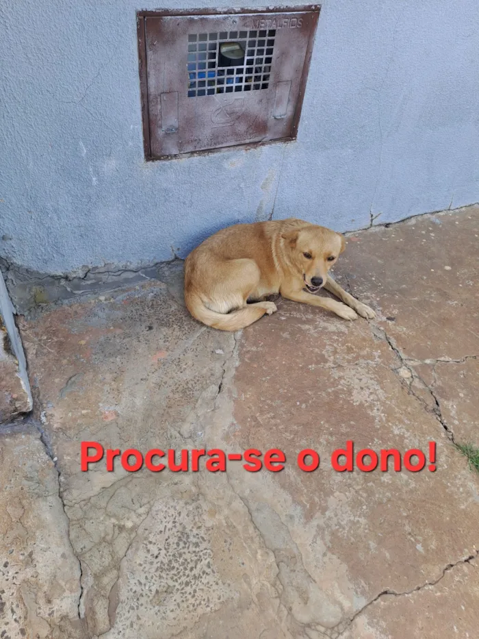 Cachorro raça SRD-ViraLata idade 2 anos nome Sem nome