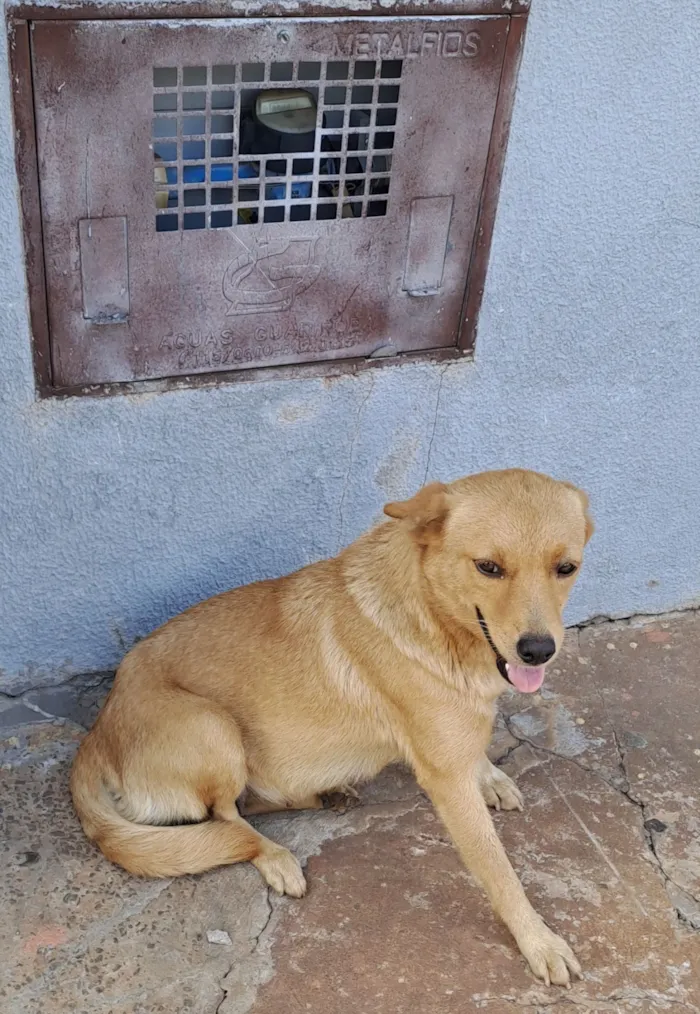 Cachorro raça SRD-ViraLata idade 2 anos nome Sem nome