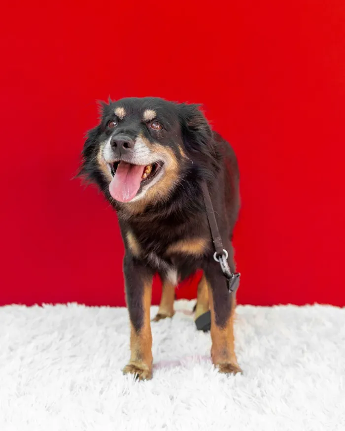 Cachorro raça SRD-ViraLata idade 6 ou mais anos nome Pingo