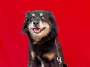 Cachorro raça SRD-ViraLata idade 6 ou mais anos nome Pingo