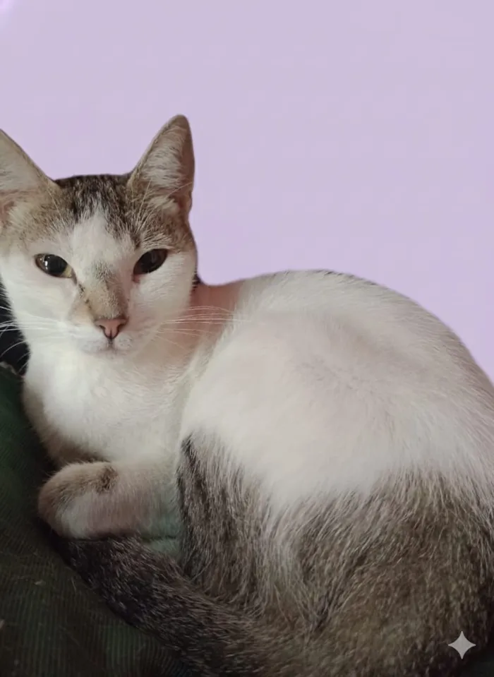 Gato raça SRD-ViraLata idade 2 a 6 meses nome Princesa