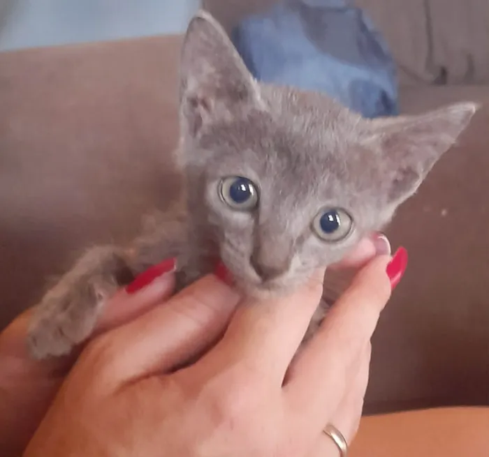 Gato raça SRD-ViraLata idade 2 a 6 meses nome sem nomes