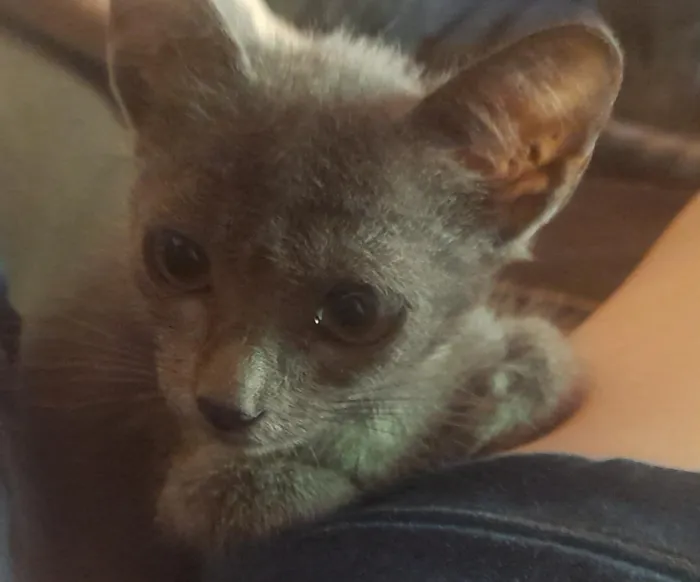 Gato raça SRD-ViraLata idade 2 a 6 meses nome sem nomes