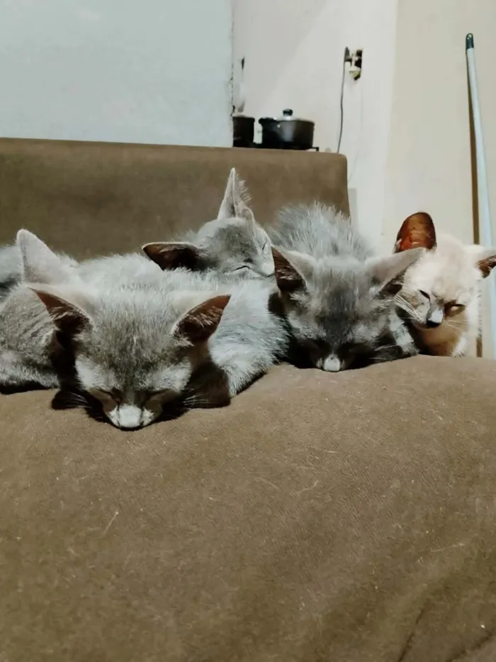 Gato raça SRD-ViraLata idade 2 a 6 meses nome sem nomes