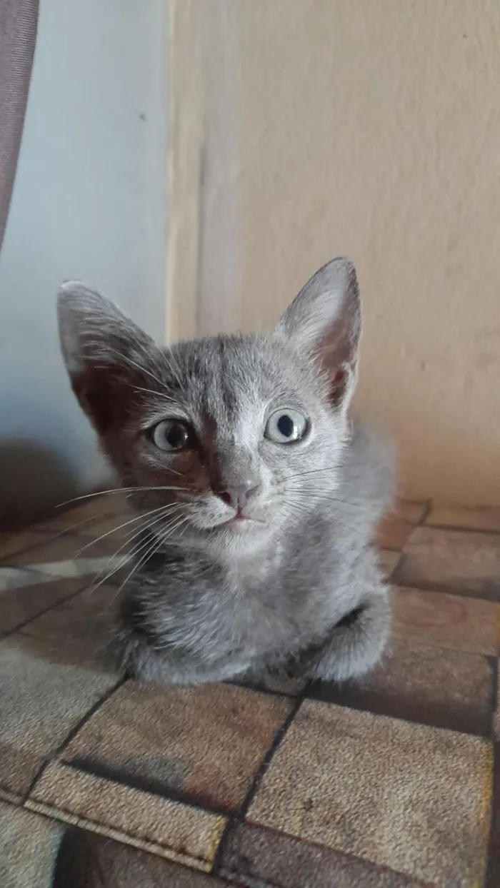 Gato raça SRD-ViraLata idade 2 a 6 meses nome sem nomes