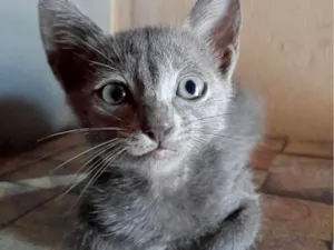 Gato raça SRD-ViraLata idade 2 a 6 meses nome sem nomes