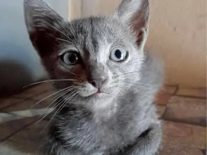 Gato raça SRD-ViraLata idade 2 a 6 meses nome sem nomes