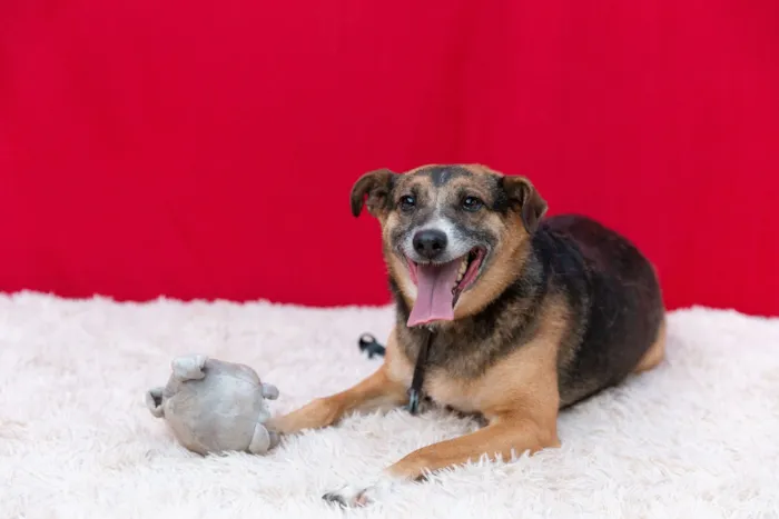 Cachorro raça SRD-ViraLata idade 4 anos nome Beethoven