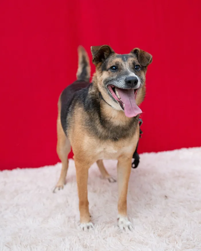 Cachorro raça SRD-ViraLata idade 4 anos nome Beethoven