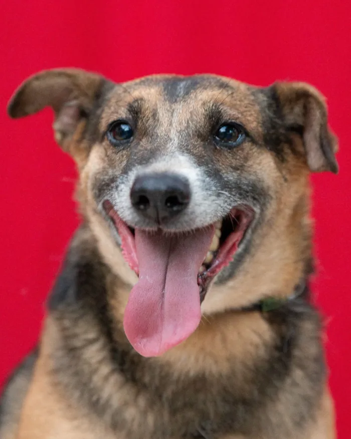 Cachorro raça SRD-ViraLata idade 4 anos nome Beethoven