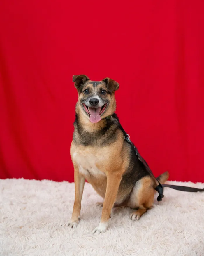 Cachorro raça SRD-ViraLata idade 4 anos nome Beethoven