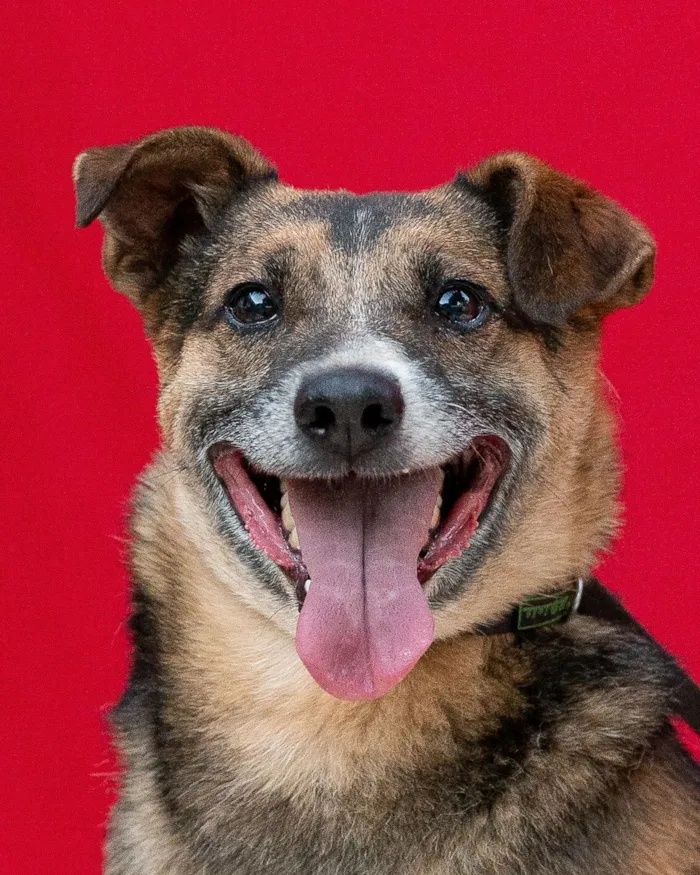 Cachorro raça SRD-ViraLata idade 4 anos nome Beethoven