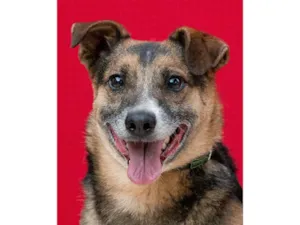 Cachorro raça SRD-ViraLata idade 4 anos nome Beethoven