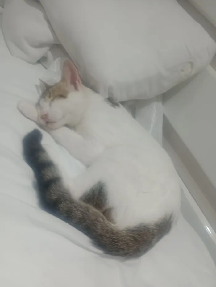 Gato raça SRD-ViraLata idade 7 a 11 meses nome Stich 