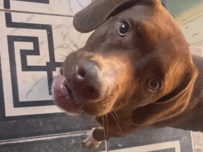 Cachorro raça Fila idade 2 anos nome Thor 