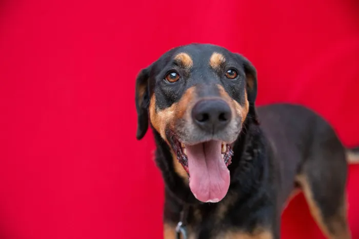 Cachorro raça SRD-ViraLata idade 3 anos nome Spoiler