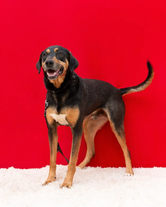 Cachorro raça SRD-ViraLata idade 3 anos nome Spoiler