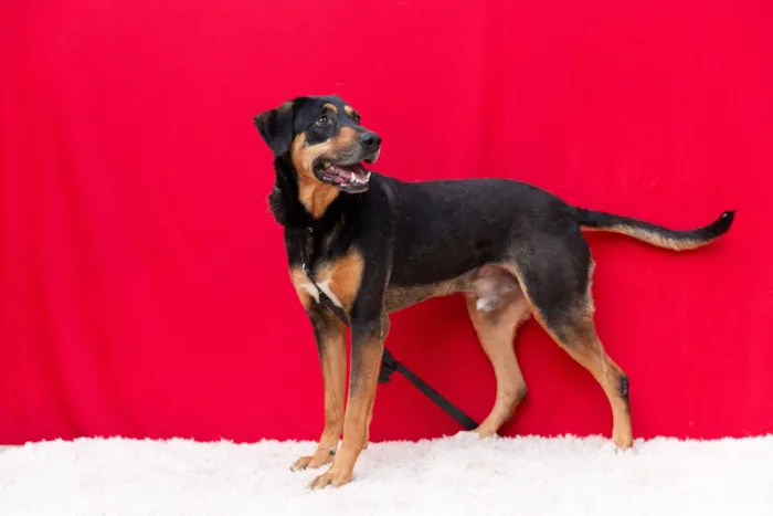 Cachorro raça SRD-ViraLata idade 3 anos nome Spoiler