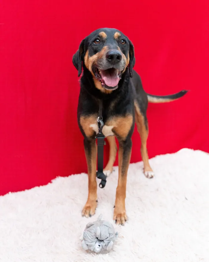 Cachorro raça SRD-ViraLata idade 3 anos nome Spoiler