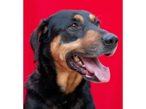 Cachorro raça SRD-ViraLata idade 3 anos nome Spoiler