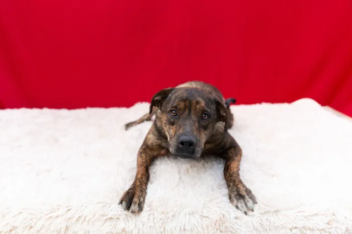 Cachorro raça SRD-ViraLata idade 2 anos nome Tigra