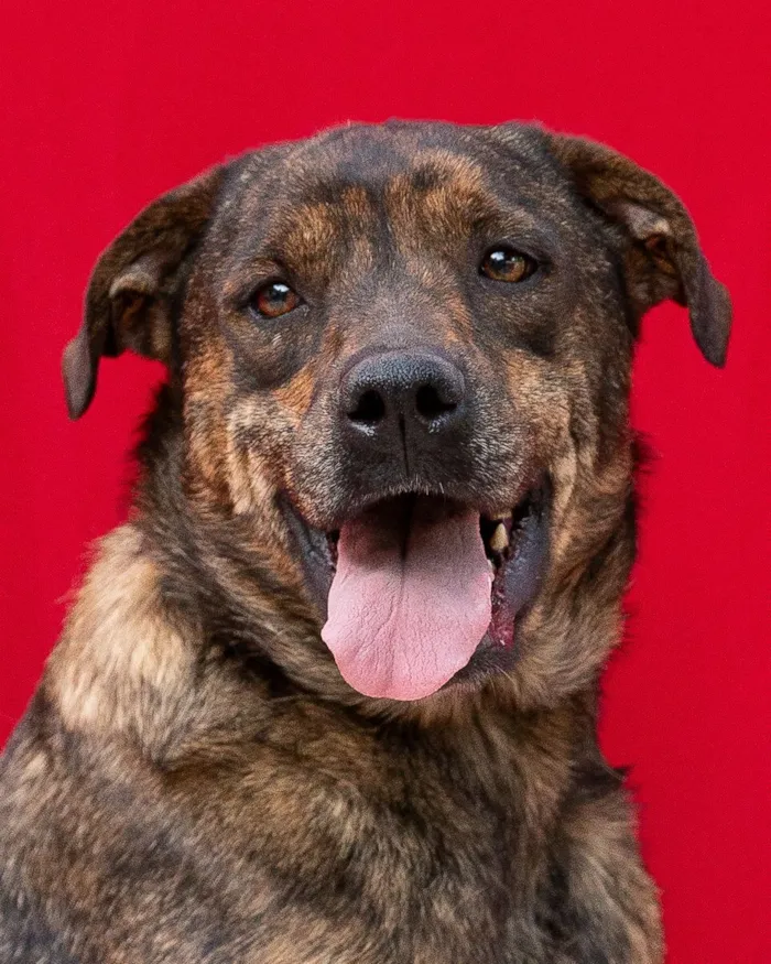 Cachorro raça SRD-ViraLata idade 2 anos nome Tigra