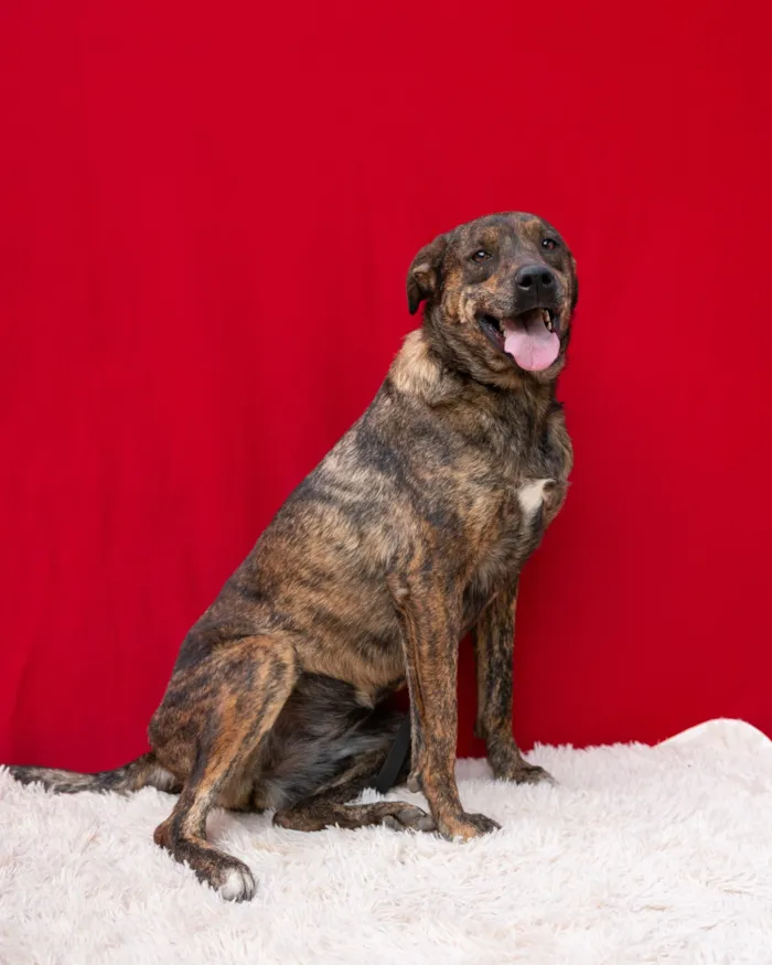 Cachorro raça SRD-ViraLata idade 2 anos nome Tigra