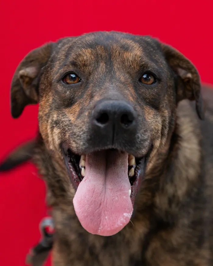 Cachorro raça SRD-ViraLata idade 2 anos nome Tigra