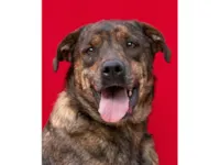 Cachorro raça SRD-ViraLata idade 2 anos nome Tigra