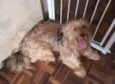 Cachorro raça SRD-ViraLata idade 2 anos nome Pequenininha 