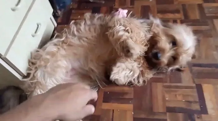 Cachorro raça SRD-ViraLata idade 2 anos nome Pequenininha 