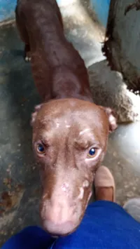 Cachorro raça Pit-Bull idade 2 anos nome Huke