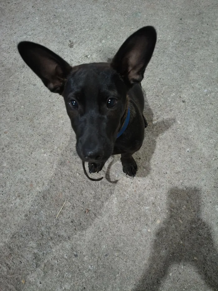 Cachorro raça SRD-ViraLata idade 2 a 6 meses nome Bingo