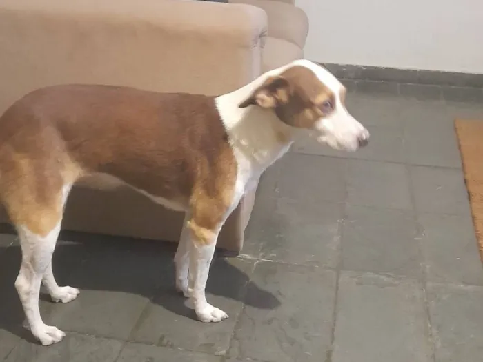 Cachorro raça SRD-ViraLata idade 7 a 11 meses nome Pipocar 