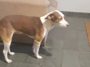 Cachorro raça SRD-ViraLata idade 7 a 11 meses nome Pipocar 