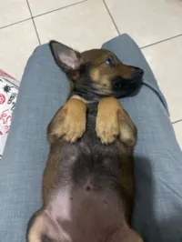 Cachorro raça SRD-ViraLata idade 2 a 6 meses nome Rosinha