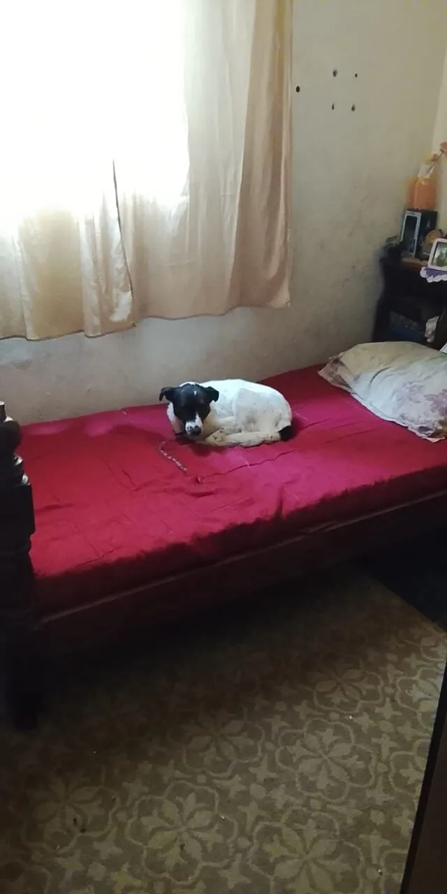 Cachorro raça SRD-ViraLata idade 4 anos nome Lucky
