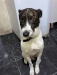Cachorro raça SRD-ViraLata idade 4 anos nome Lucky