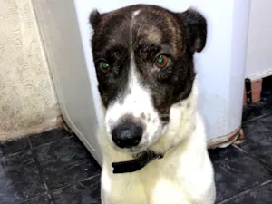 Cachorro raça SRD-ViraLata idade 4 anos nome Lucky