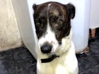 Cachorro raça SRD-ViraLata idade 4 anos nome Lucky