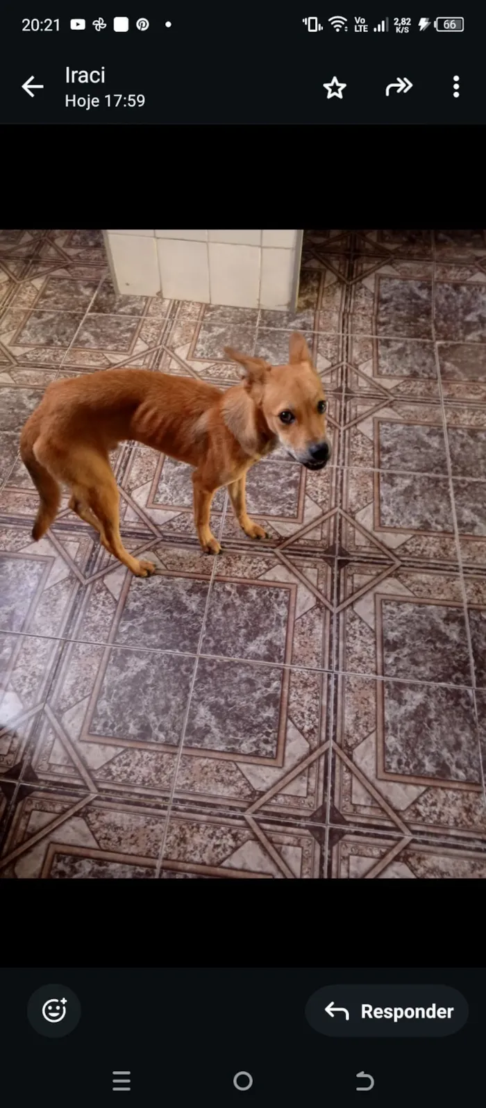 Cachorro raça SRD-ViraLata idade 1 ano nome Angus 