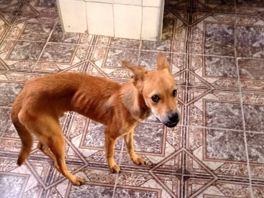 Cachorro raça SRD-ViraLata idade 1 ano nome Angus 