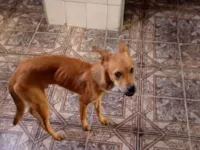 Cachorro raça SRD-ViraLata idade 1 ano nome Angus 
