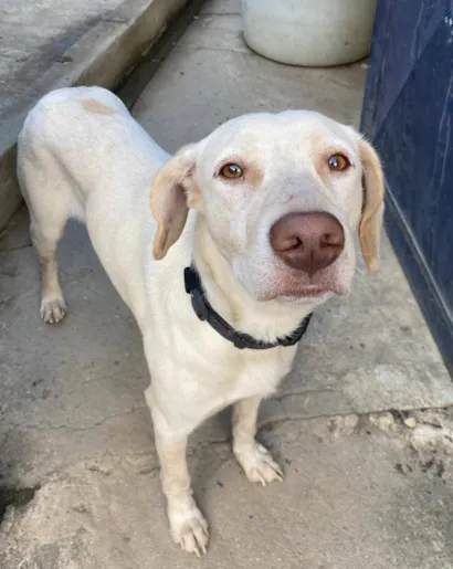 Cachorro raça SRD-ViraLata idade 1 ano nome Max