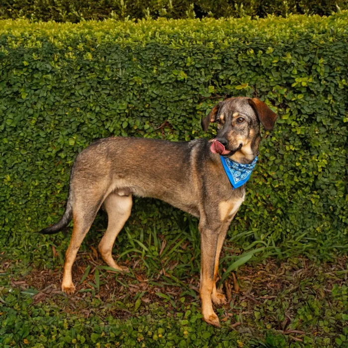 Cachorro raça SRD-ViraLata idade 1 ano nome Waltinho 